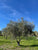 2025 Harvest Olivo Extra Virgin Olive Oil