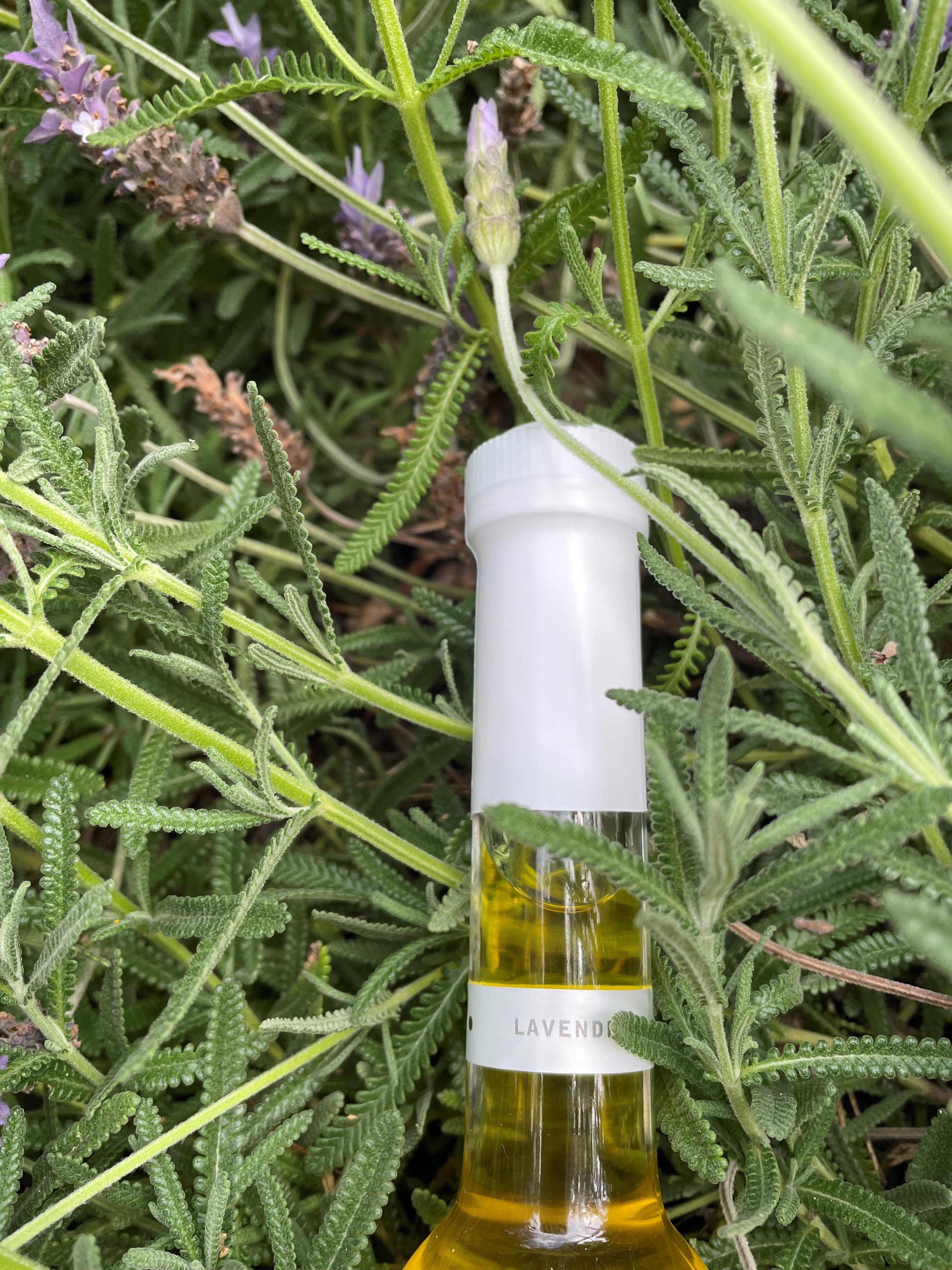 Lavender Infused Olive Oil    200mls